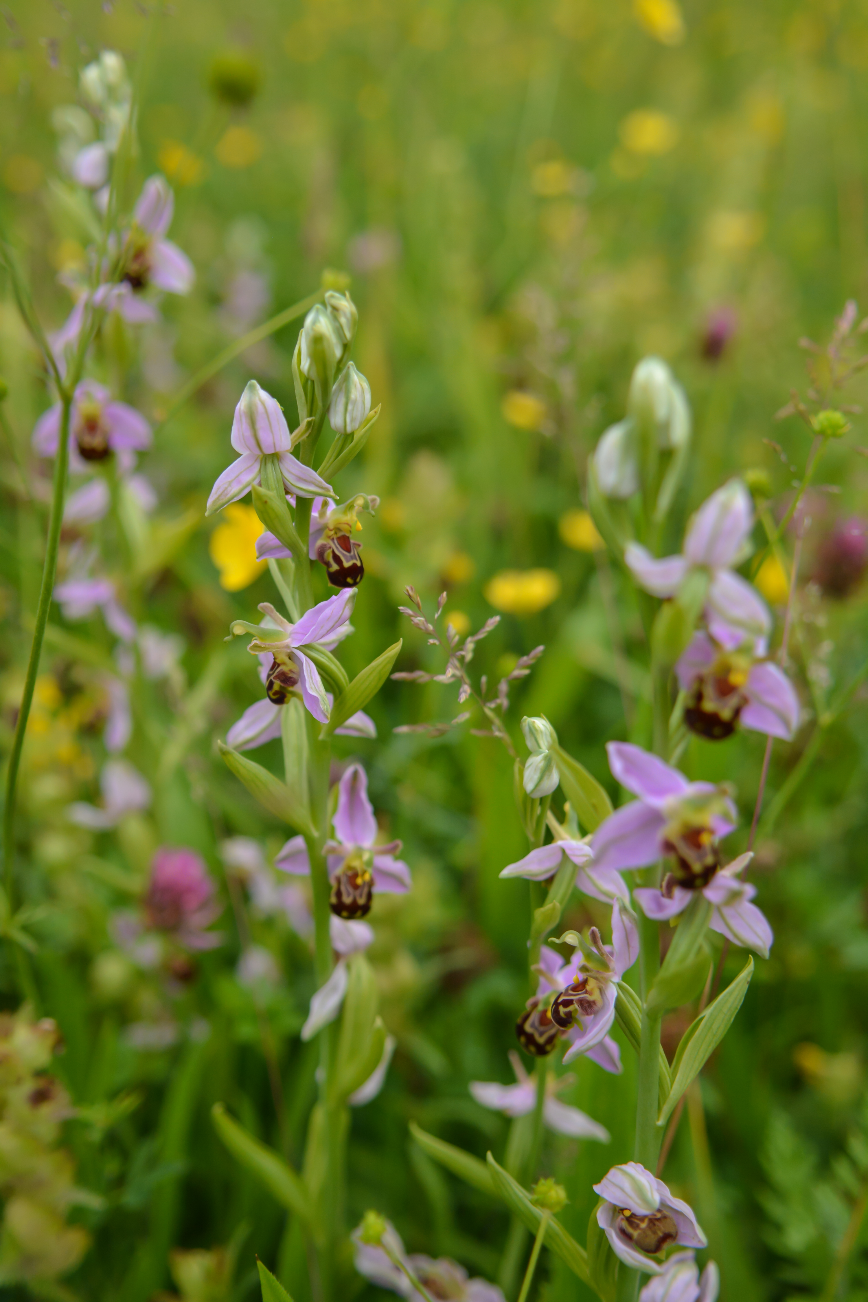 wildflower meadow